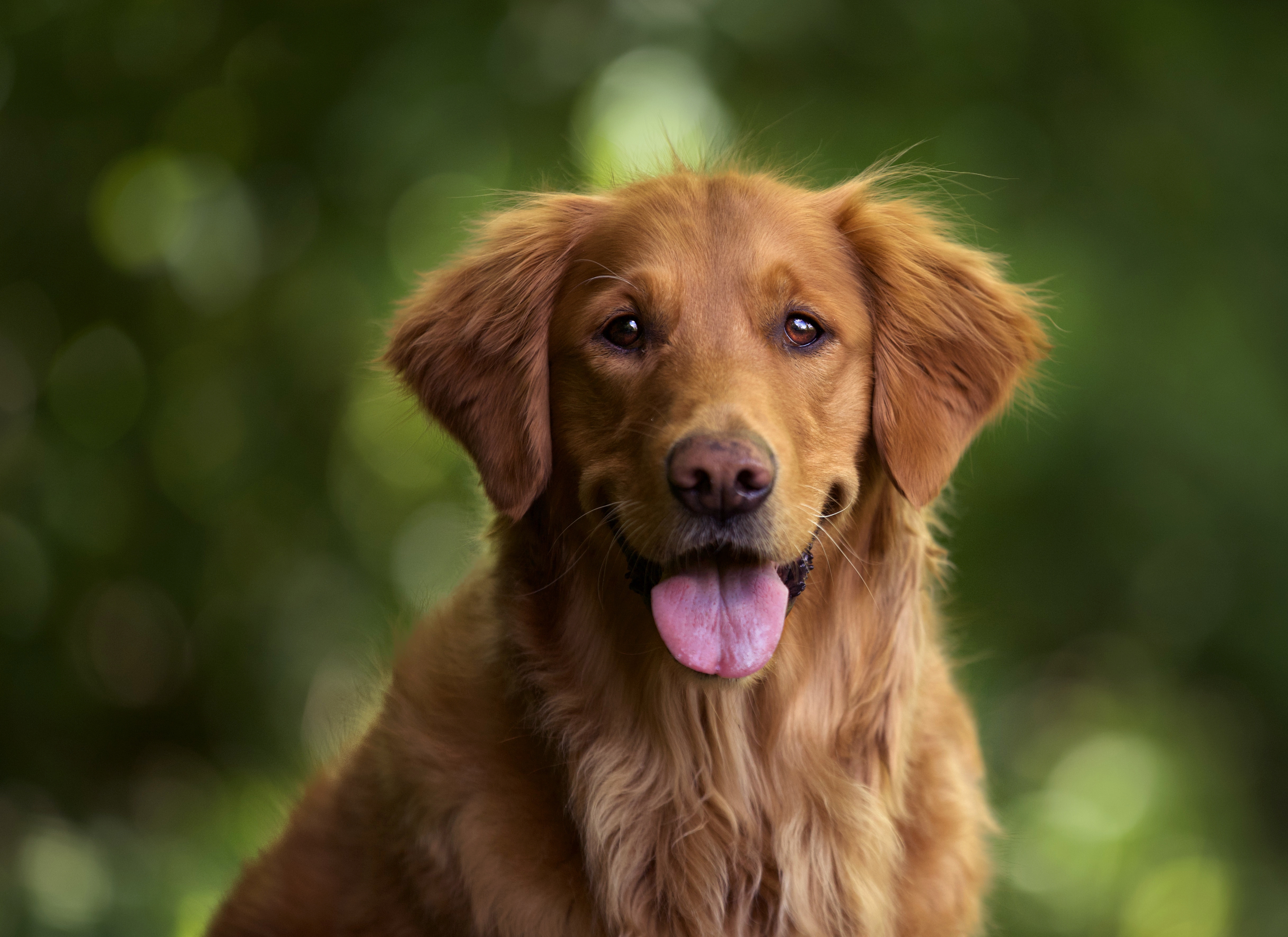 Dog img